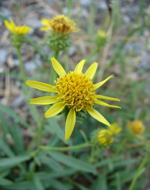 Fotografia 18 da espécie Jasonia tuberosa no Jardim Botânico UTAD