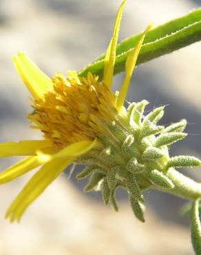 Fotografia 1 da espécie Jasonia tuberosa no Jardim Botânico UTAD