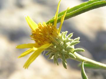 Fotografia da espécie Jasonia tuberosa