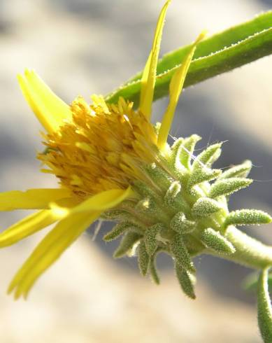 Fotografia de capa Jasonia tuberosa - do Jardim Botânico