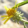 Fotografia 1 da espécie Jasonia tuberosa do Jardim Botânico UTAD