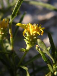 Fotografia da espécie Jasonia tuberosa