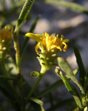 Fotografia 19 da espécie Jasonia tuberosa no Jardim Botânico UTAD