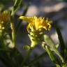 Fotografia 19 da espécie Jasonia tuberosa do Jardim Botânico UTAD