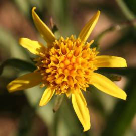 Fotografia da espécie Jasonia tuberosa