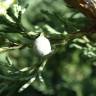 Fotografia 7 da espécie Juniperus horizontalis do Jardim Botânico UTAD