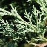 Fotografia 8 da espécie Juniperus horizontalis do Jardim Botânico UTAD