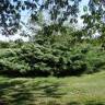 Fotografia 9 da espécie Juniperus horizontalis do Jardim Botânico UTAD