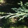 Fotografia 11 da espécie Juniperus horizontalis do Jardim Botânico UTAD