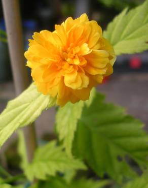 Fotografia 16 da espécie Kerria japonica no Jardim Botânico UTAD