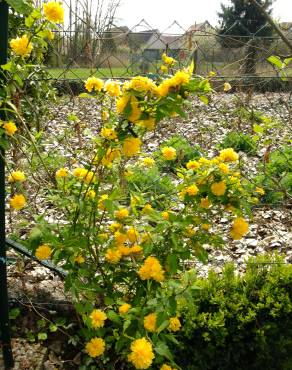 Fotografia 18 da espécie Kerria japonica no Jardim Botânico UTAD