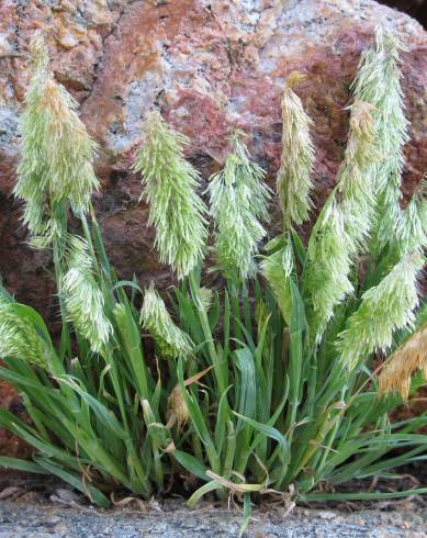 Fotografia de capa Lamarckia aurea - do Jardim Botânico