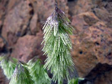 Fotografia da espécie Lamarckia aurea