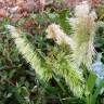 Fotografia 13 da espécie Lamarckia aurea do Jardim Botânico UTAD