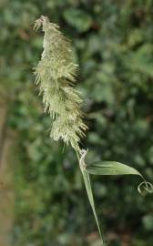 Fotografia da espécie Lamarckia aurea