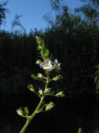 Fotografia da espécie Veronica catenata subesp. aquatica