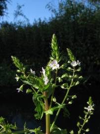 Fotografia da espécie Veronica catenata subesp. aquatica