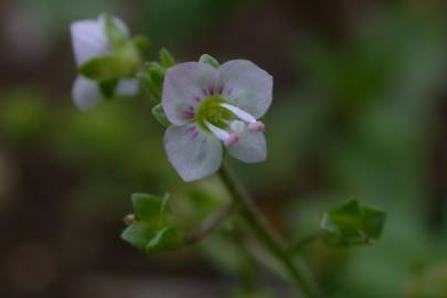 Fotografia da espécie Veronica catenata subesp. aquatica