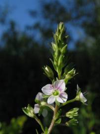 Fotografia da espécie Veronica catenata subesp. aquatica