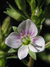 Fotografia da espécie Veronica catenata subesp. aquatica