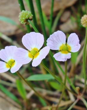 Fotografia 1 da espécie Baldellia ranunculoides subesp. ranunculoides var. tangerina no Jardim Botânico UTAD