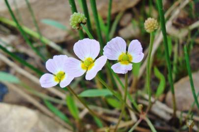 Fotografia da espécie Baldellia ranunculoides subesp. ranunculoides var. tangerina