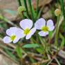 Fotografia 1 da espécie Baldellia ranunculoides subesp. ranunculoides var. tangerina do Jardim Botânico UTAD