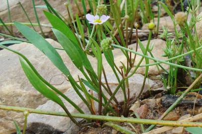 Fotografia da espécie Baldellia ranunculoides subesp. ranunculoides var. tangerina