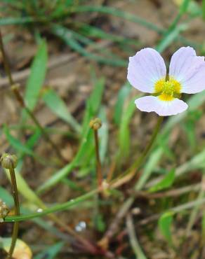 Fotografia 3 da espécie Baldellia ranunculoides subesp. ranunculoides var. tangerina no Jardim Botânico UTAD