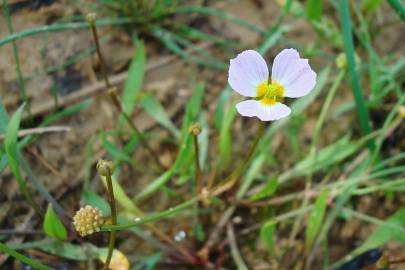 Fotografia da espécie Baldellia ranunculoides subesp. ranunculoides var. tangerina