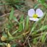 Fotografia 3 da espécie Baldellia ranunculoides subesp. ranunculoides var. tangerina do Jardim Botânico UTAD