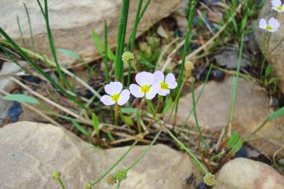 Fotografia da espécie Baldellia ranunculoides subesp. ranunculoides var. tangerina