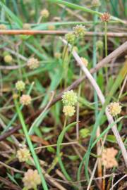 Fotografia da espécie Baldellia ranunculoides subesp. ranunculoides var. tangerina