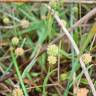 Fotografia 5 da espécie Baldellia ranunculoides subesp. ranunculoides var. tangerina do Jardim Botânico UTAD