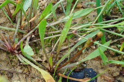 Fotografia da espécie Baldellia ranunculoides subesp. ranunculoides var. tangerina