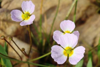 Fotografia da espécie Baldellia ranunculoides subesp. ranunculoides var. tangerina