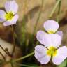 Fotografia 8 da espécie Baldellia ranunculoides subesp. ranunculoides var. tangerina do Jardim Botânico UTAD