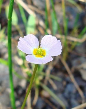 Fotografia 9 da espécie Baldellia ranunculoides subesp. ranunculoides var. tangerina no Jardim Botânico UTAD