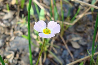 Fotografia da espécie Baldellia ranunculoides subesp. ranunculoides var. tangerina