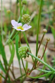 Fotografia da espécie Baldellia ranunculoides subesp. ranunculoides var. tangerina