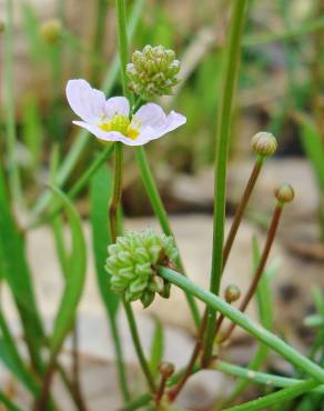 Fotografia 10 da espécie Baldellia ranunculoides subesp. ranunculoides var. tangerina no Jardim Botânico UTAD