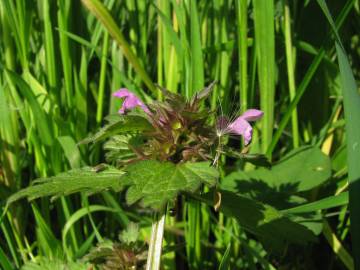 Fotografia da espécie Lamium hybridum subesp. hybridum