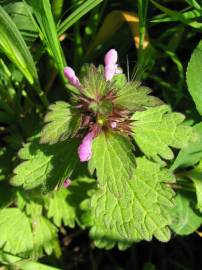 Fotografia da espécie Lamium hybridum subesp. hybridum