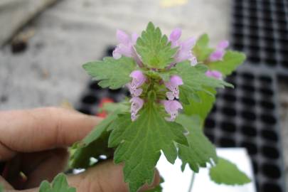 Fotografia da espécie Lamium hybridum subesp. hybridum