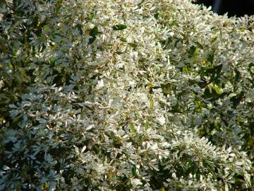 Fotografia da espécie Euphorbia leucocephala