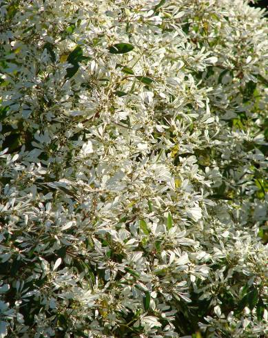 Fotografia de capa Euphorbia leucocephala - do Jardim Botânico