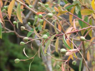 Fotografia da espécie Euphorbia leucocephala