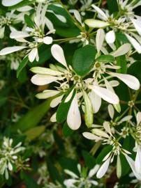 Fotografia da espécie Euphorbia leucocephala