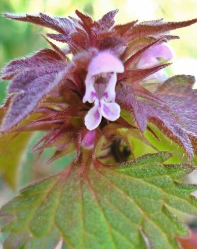 Fotografia de capa Lamium hybridum subesp. hybridum - do Jardim Botânico