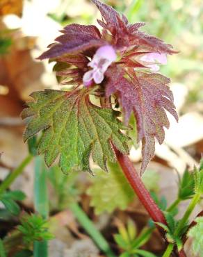 Fotografia 7 da espécie Lamium hybridum subesp. hybridum no Jardim Botânico UTAD